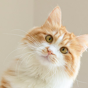 投资理财被骗追回损失方法_股票理财_网络投资理财被骗怎么报案